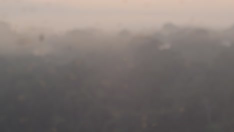 shift focus shot from misty rainforest to swarming wasps and other insects