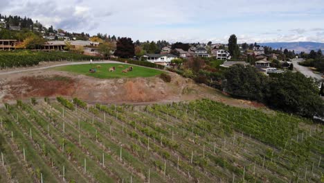 Drohnenflug-Weg-Und-Zurück-Von-Einem-Weingut-über-Die-Weinberge