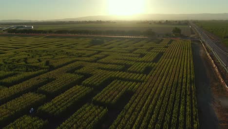 Libro-Guinness-De-Récords-Mundiales-Laberinto-De-Maíz-Más-Grande-En-Dixon-California-Vista-De-Drone-Con-Puesta-De-Sol