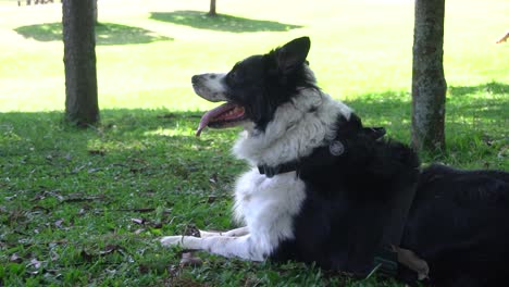 Un-Perro-Feliz-Tiene-Que-Salir-A-Caminar-Todos-Los-Días-Con-Su-Dueño-Y-Disfrutar-De-La-Hierba-Y-El-Sol-En-Un-Descanso-En-Un-Parque