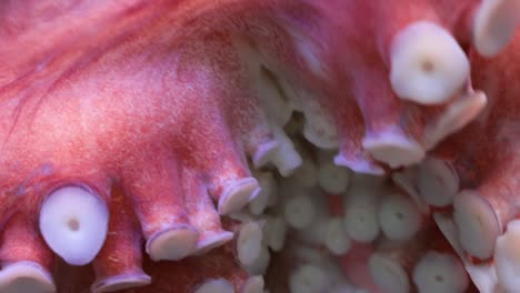 tentáculos de pulpo de cerca. el pulpo (plural pulpos) es un molusco de cuerpo blando, de ocho extremidades del orden pulpo.