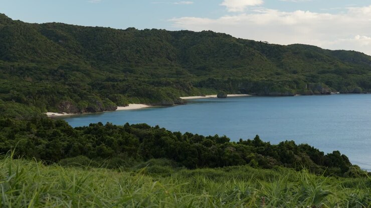 Ishigaki Island forest
