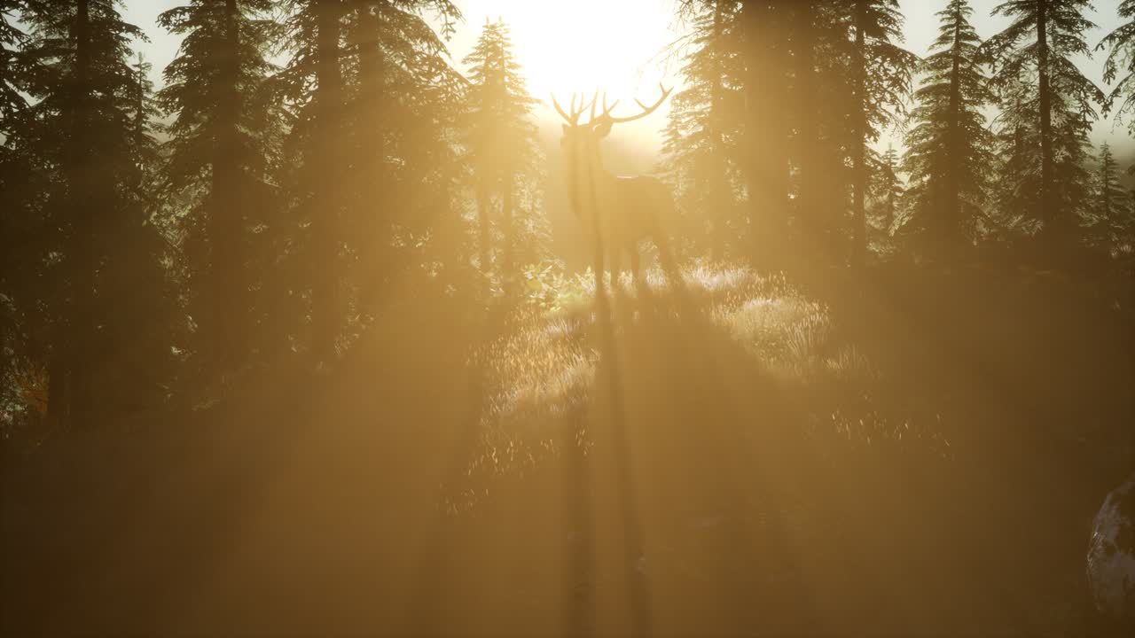 самец оленя в лесу на закате