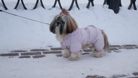 dog is walking. shih tzu is wearing pink costume, standing in the winter park.