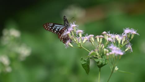 dark blue glassy tiger, ideopsis vulgaris macrina, butterfly, kaeng krachan national park, thailand