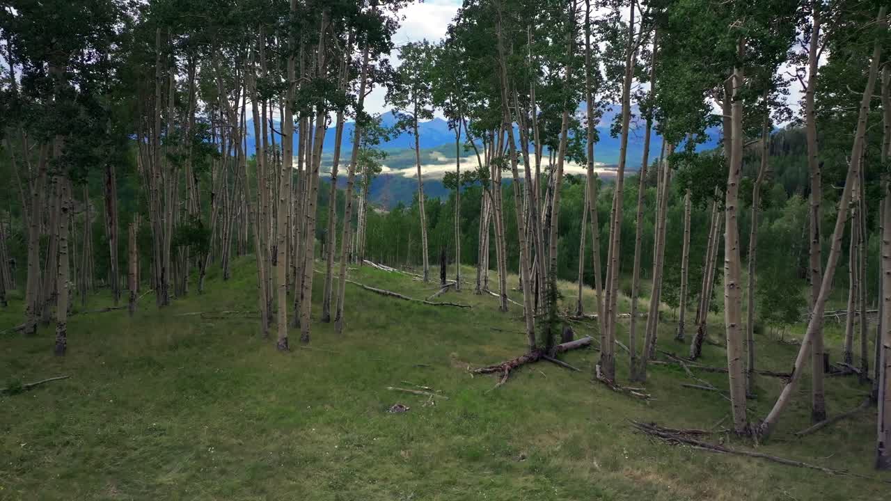 Aspen Trees Ridgway Telluride airport Colorado Summer yellow wildflowers Last Dollar Road aerial drone Mount Sneffels Wilderness ranchland San Juan Rocky Mountains Uncompahgre Forest forward pan up
