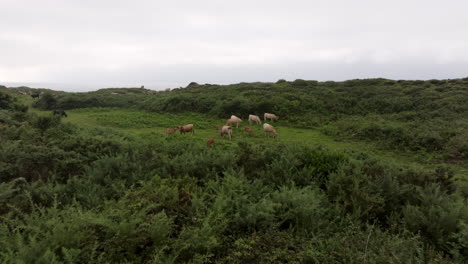 cows grazing in a pasture