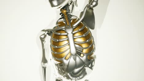 Human-Lungs-Model-with-all-Organs-and-Bones