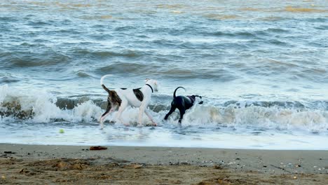 toro árabe, perro australiano jugando cerca de la playa