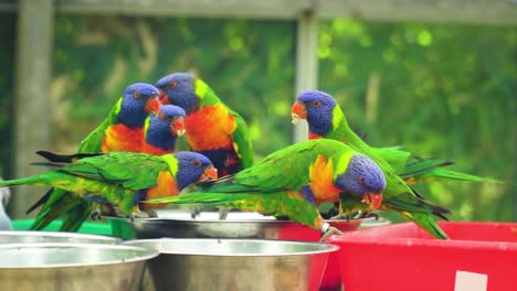 Primer-Plano-De-Un-Grupo-Multicolor-De-Pájaros-Que-Se-Reúnen-Alrededor-De-Un-Tazón-Para-Darse-Un-Festín,-Comer-Y-Beber-Juntos-En-Una-Casa-De-Vidrio-Verano-Soleado-Atmósfera-Aventurera-única-Cinemática-Divertida-Comedia-Voz-En-Off-Clip