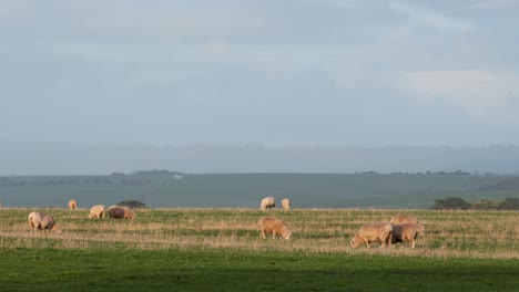 sheep peacefully grazing in a lush field