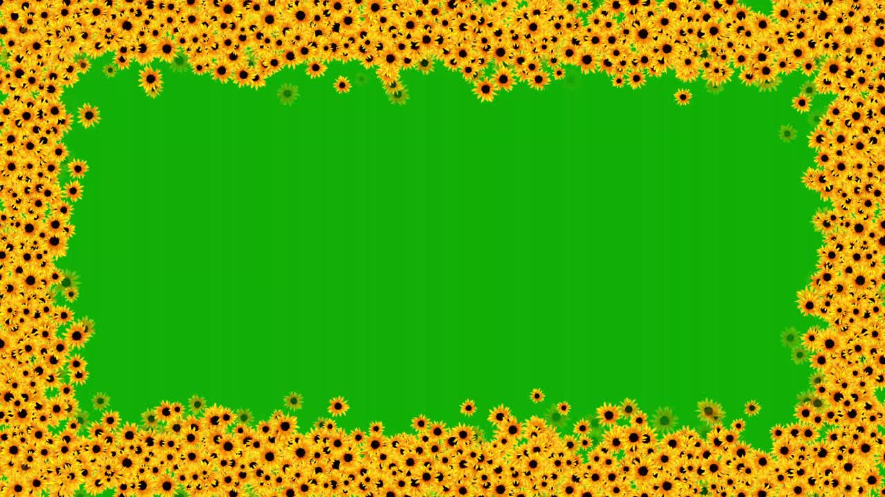 flores de margarita amarillas enmarcan gráficos de movimiento con fondo de pantalla verde