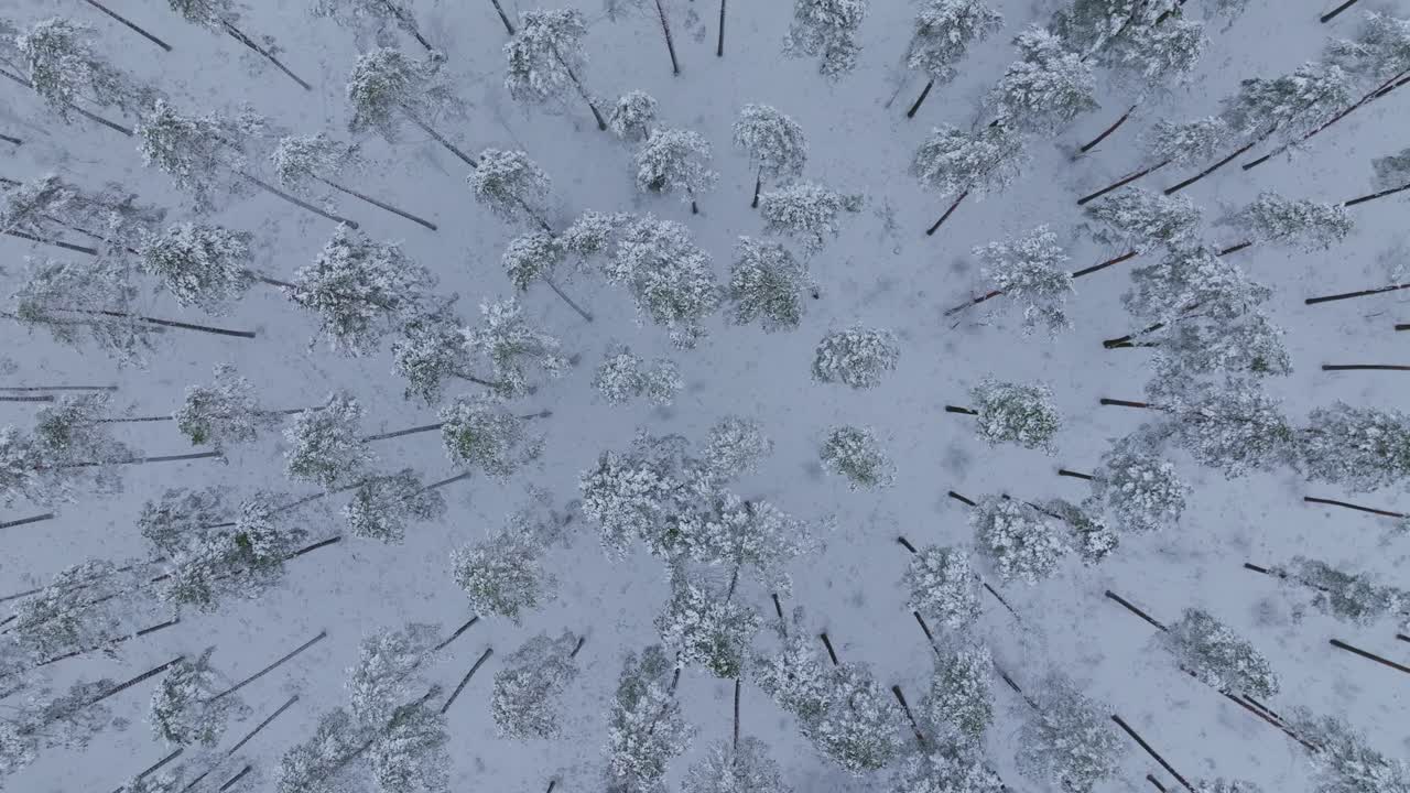 Drone flying forward above snow-covered forest, clean sparse woods, winter vibes