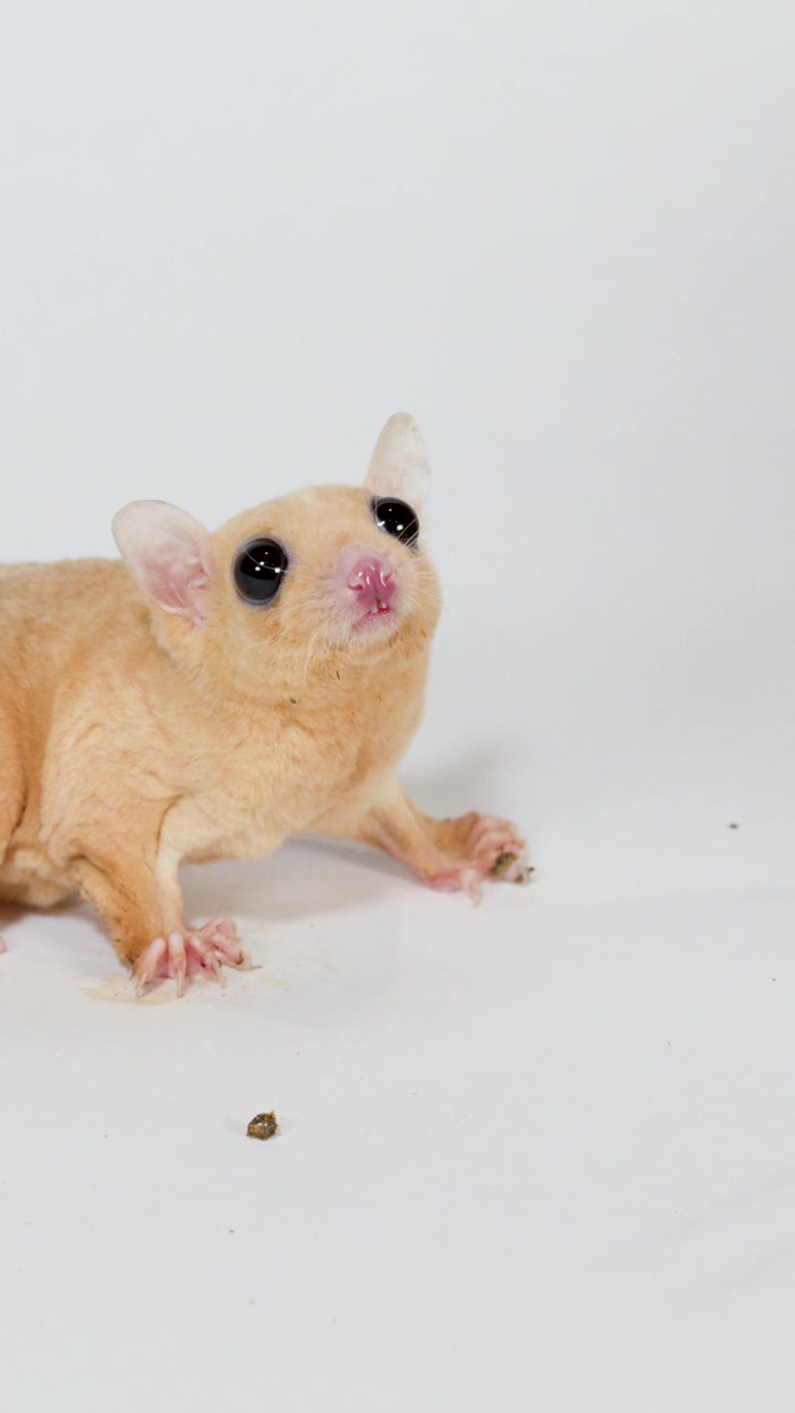 Close-up sugar glider cautiously approaches and eats mealworm on white studio background, minimal camera movement