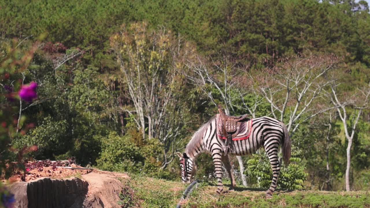 Zebra al pascolo con alberi in fiore. Zebra dalle strisce distintive tra fiori colorati e paesaggio frondoso. Zebra al pascolo con strisce audaci circondata da fiori vivaci e vegetazione lussureggiante