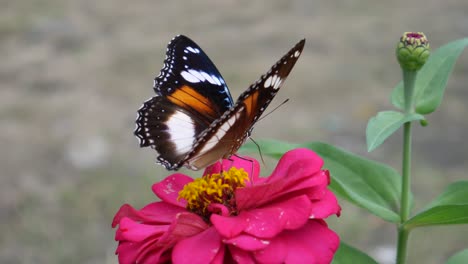 butterflies perch and fly from the beautiful pink flower. natural background with leaves.