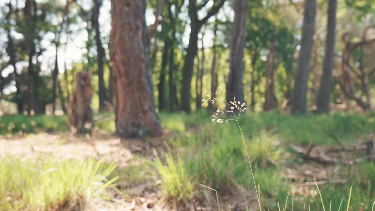 잔디와 빛으로 숲 바닥