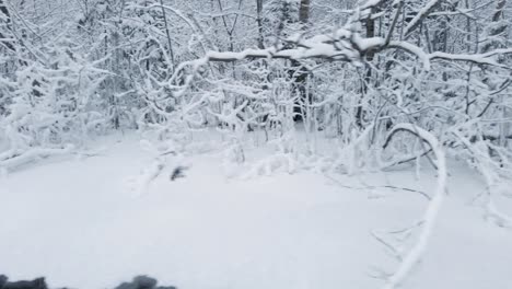 trees and bushes covered with a lot of snow