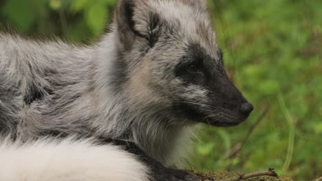 Polarfuchs-(Vulpes-Lagopus),-Auch-Bekannt-Als-Weißfuchs,-Polarfuchs-Oder-Schneefuchs.-Lebt-In-Den-Arktischen-Regionen-Der-Nördlichen-Hemisphäre-Und-Ist-In-Der-Gesamten-Arktischen-Tundra-Verbreitet.