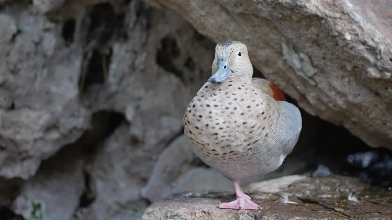 Close up shot of Callonetta Leucophrys plucks feather from body in nature