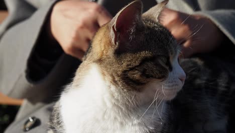 close-up of a person petting a cat