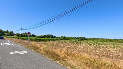 roadside view of vineyards and clear sky