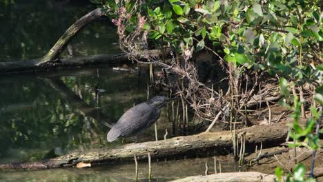 visto mirando hacia la derecha de pie en el agua fangosa mientras la cámara hace zoom hacia afuera deslizándose hacia la izquierda, garza estriada butorides striata, tailandia