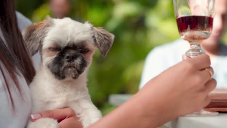 Aufnahme-Einer-Frau,-Die-Ein-Glas-Wein-Im-Freien-Hält,-Mit-Pflanzen-Und-Menschen-Im-Hintergrund,-Während-Sie-Einen-Shih-Tzu-Hund-Auf-Ihrem-Schoß-Hält