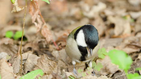 Japanese-tit-or-Oriental-tit-pecking-fallen-leaves-in-search-of-food-in-South-Korea