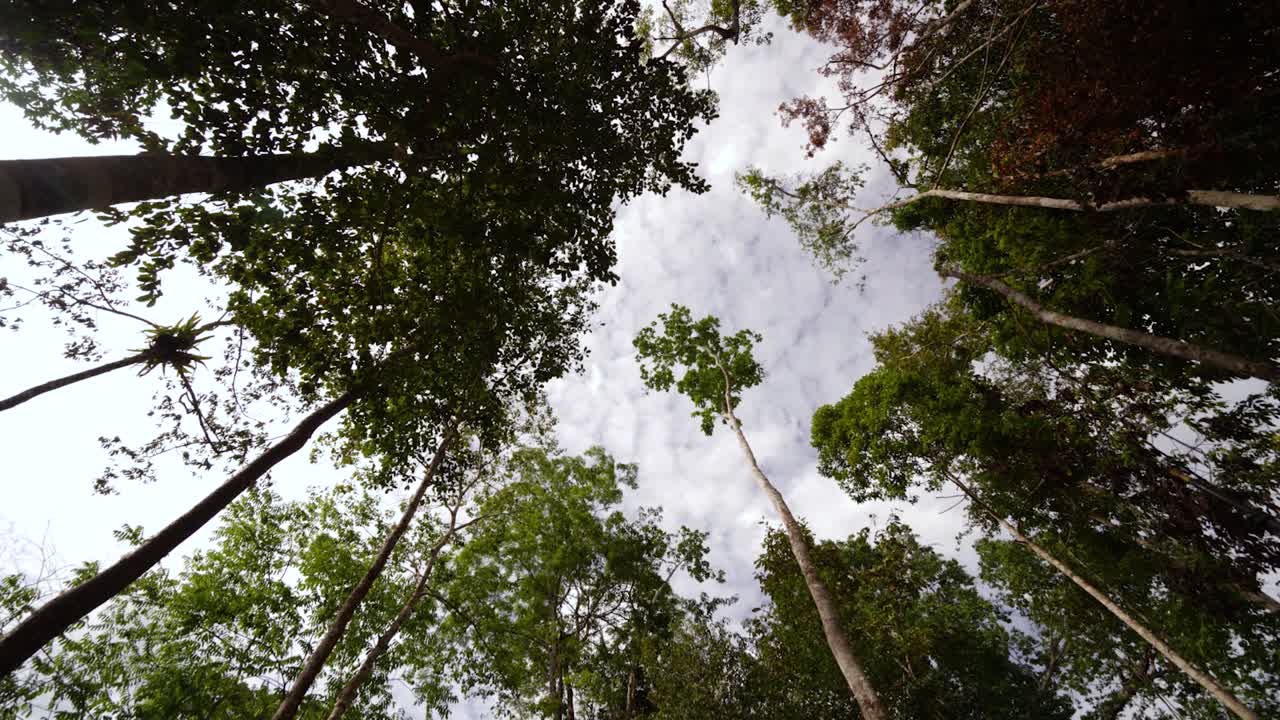 timelapse mirando el cielo pasando por encima del dosel de la selva tropical