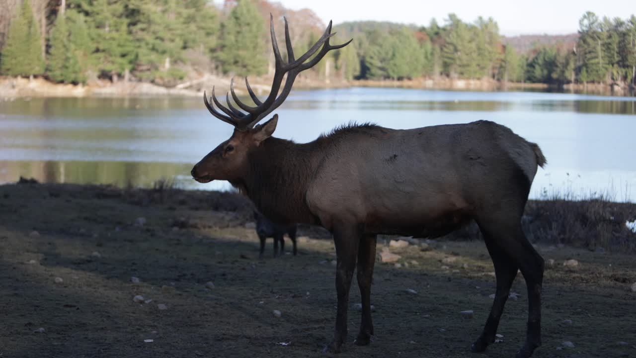 toro alce che grida durante la stagione degli amori lago sullo sfondo