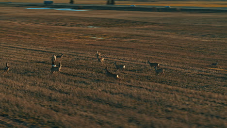 Imágenes-De-Drones-De-Corzos-En-El-Campo,-Lituania,-Estados-Bálticos