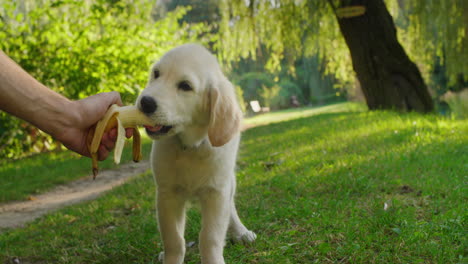 funny golden retriever puppy eats a banana from the owner's hand