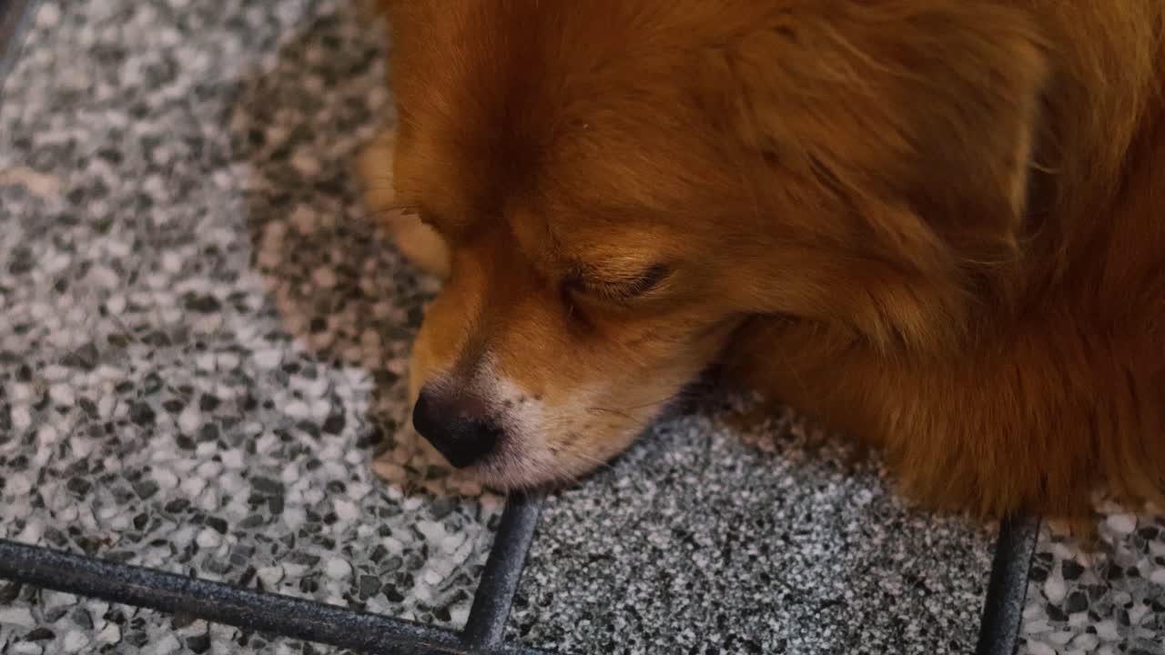 un perro durmiendo pacíficamente en un piso de azulejos
