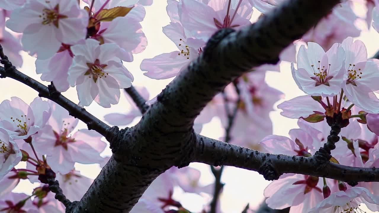 Primo piano di fiori di ciliegio rosa che sbocciano su un ramo d'albero in primavera
