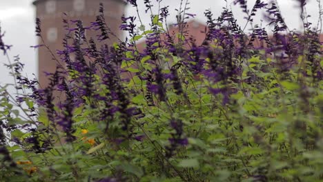 Purple-flowers,-in-the-background-Wawel-Royal-Castle-in-Krakow,-Poland