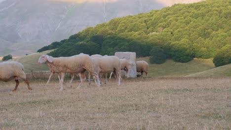 flock of free range sheep walking away after drinking from trough in the field