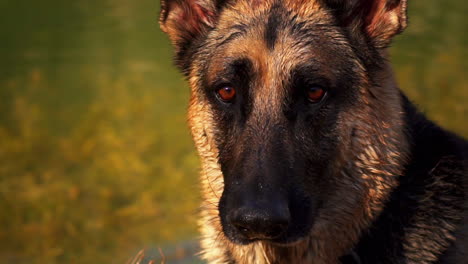 curious german shepherd dog wet in water in slow motion