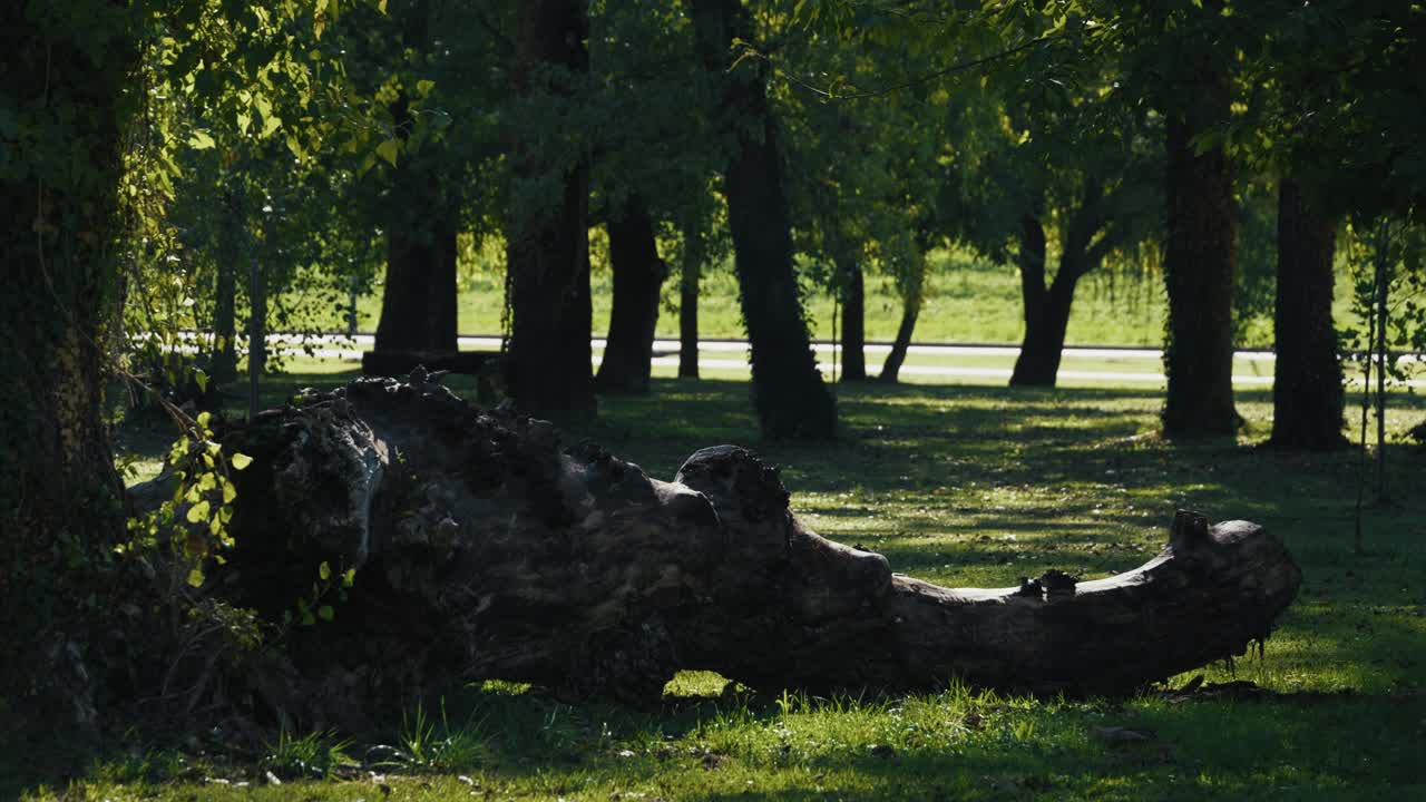 A large fallen tree trunk lies on the grass in a shaded park area at Jarun, Zagreb, surrounded by tall trees and dappled sunlight filtering through the leaves