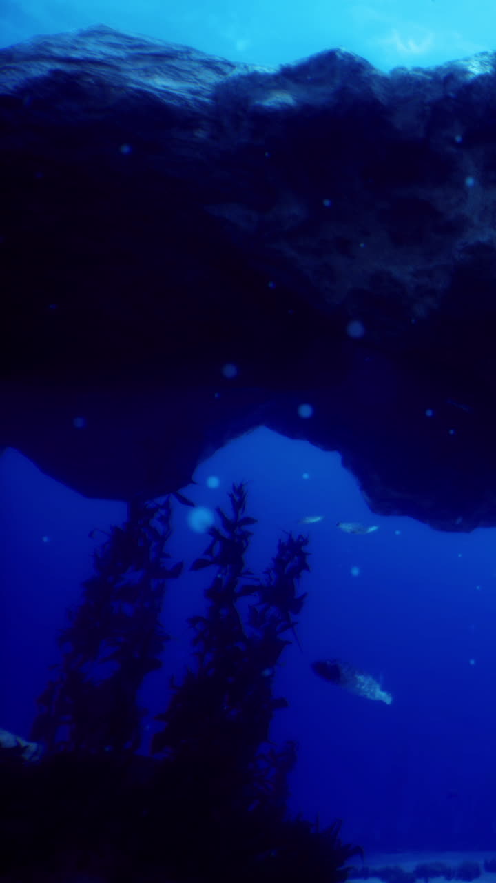 Underwater view of marine life and rocks in a deep blue ocean scene