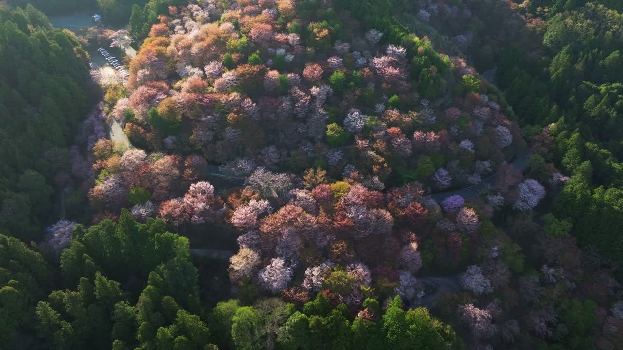 Mount Yoshino Aerial view in Spring, pink cherry blossom flowers landscape, Drone fly at Japan