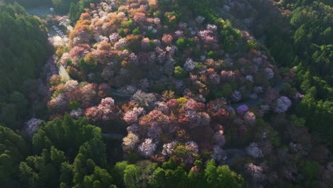 mount yoshino aerial view in spring, pink cherry blossom flowers landscape, drone fly at japan