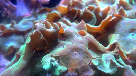 Beautiful-mushroom-anemone-close-up