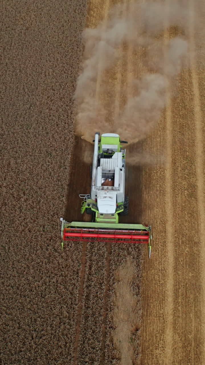 Combine harvester working in the wheat farmlands. Half of the plantation is already mown. Couple of storks walking along the cut crops. Vertical video