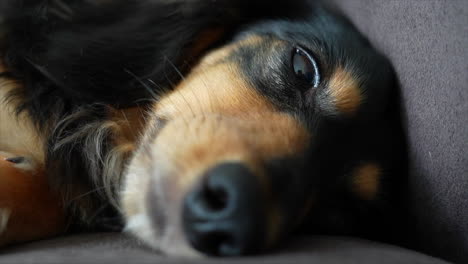 Sleepy-Dachshund-dog-lying-on-its-side-on-a-grey-sofa-slowly-falls-asleep