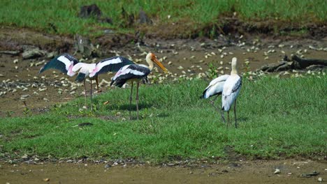 a group of milky storks in a wetland environment - static shot