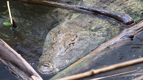 Close-up-shot-of-dangerous-crocodile-diving-underwater-between-branches-of-tree-during-sunlight