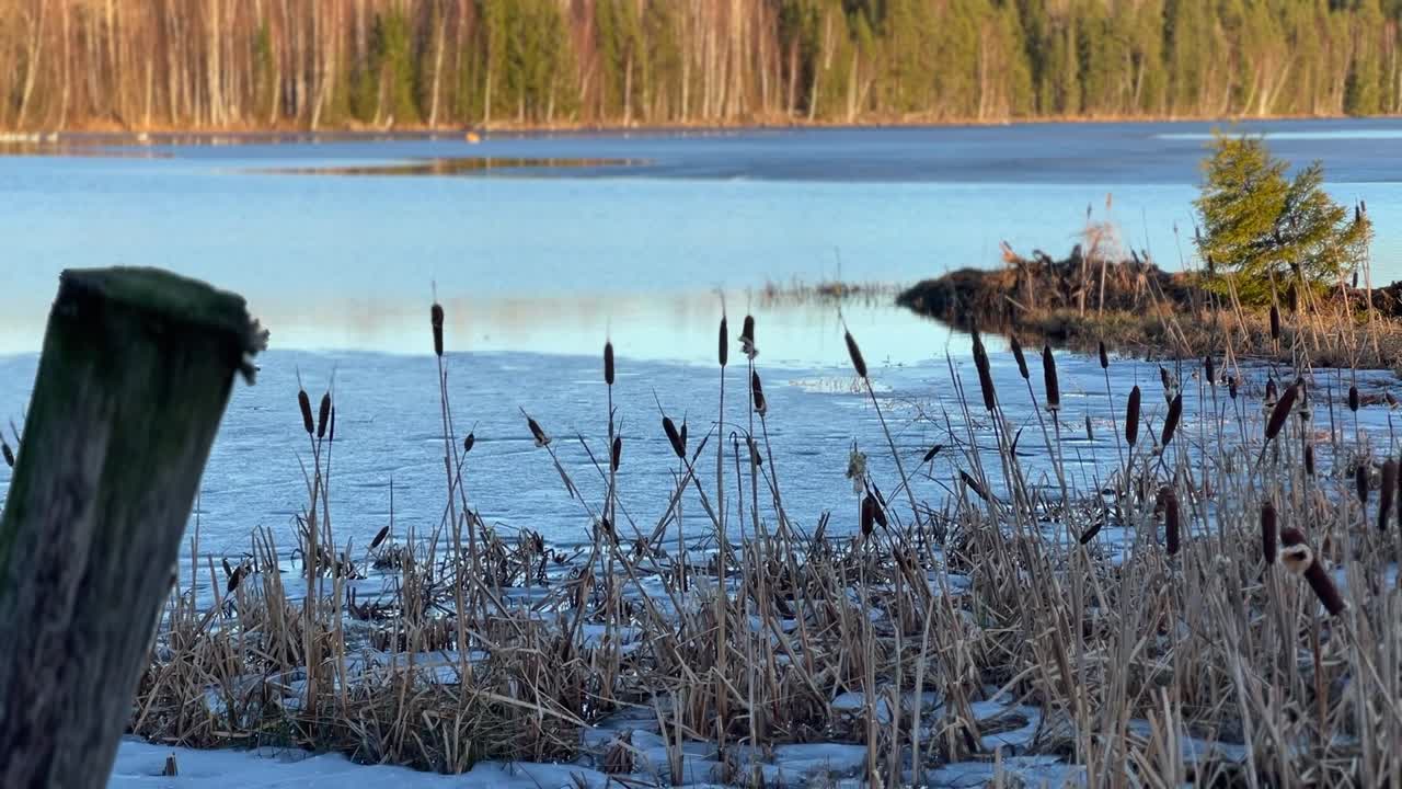 Jää on alkanut sulaa joenrannalla.