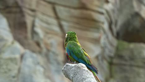 close up shot of a mini parrot, a chestnut-fronted macaw, severe macaw perched on chopped off tree branch, scratching its head and wondering around the surroundings