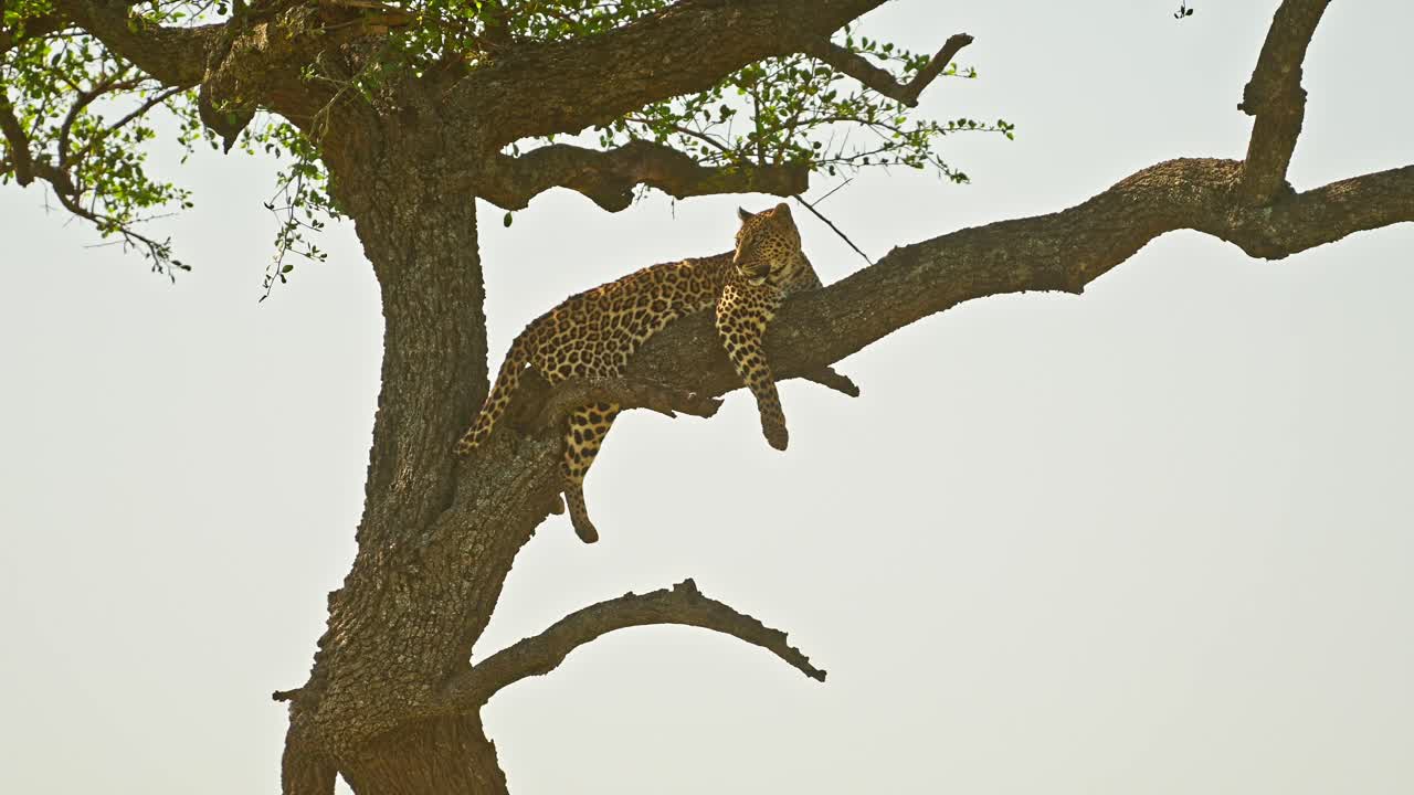 Leopard in Africa, Beautiful Masai Mara Wildlife Animals, Lying on a Branch Up Resting and Sleeping Up the Top of an Acacia Tree, Maasai Mara African Safari in Maasai Mara National Reserve, Kenya